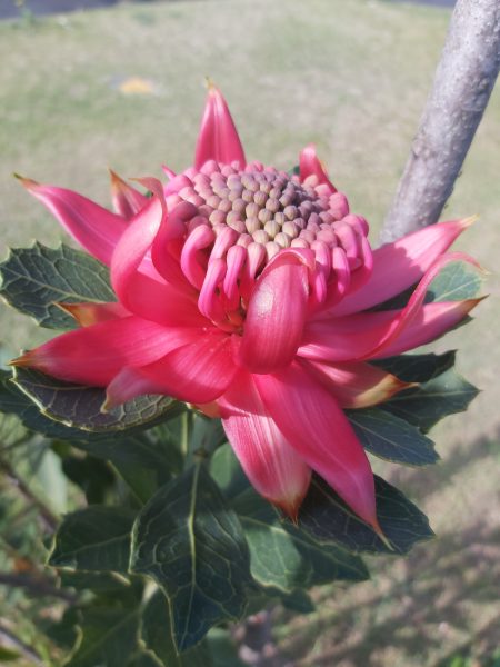 Blue Flames Design Studio flower Sarah Round